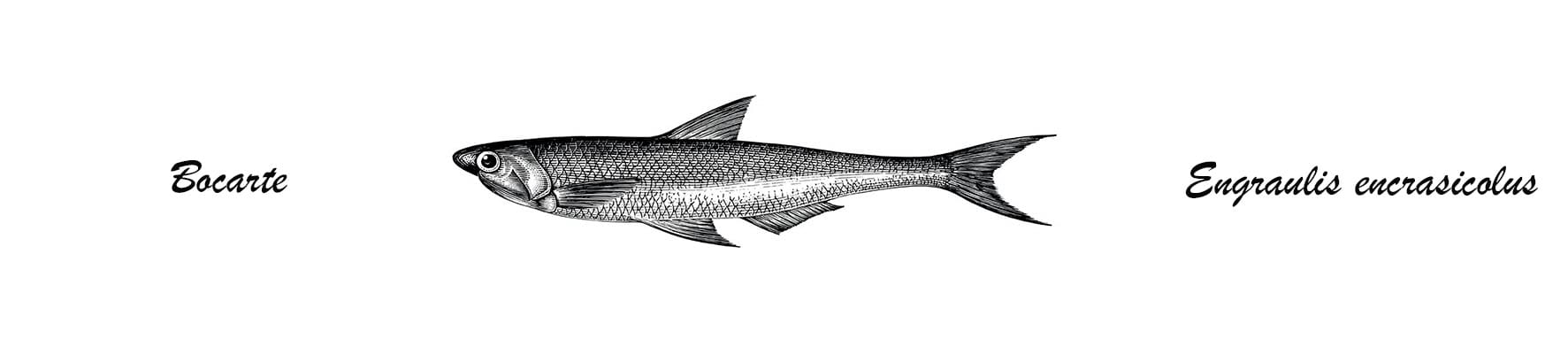 Anchoas de Santoña Conservas Hoya